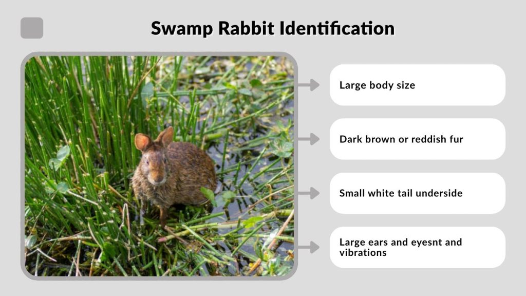 Swamp Rabbit Identification