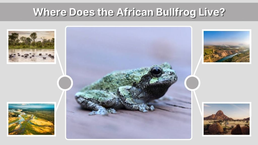 Where Does the African Bullfrog Live?