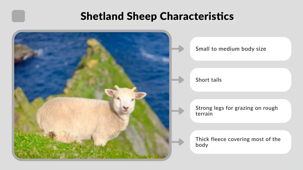 Shetland Sheep Characteristics
