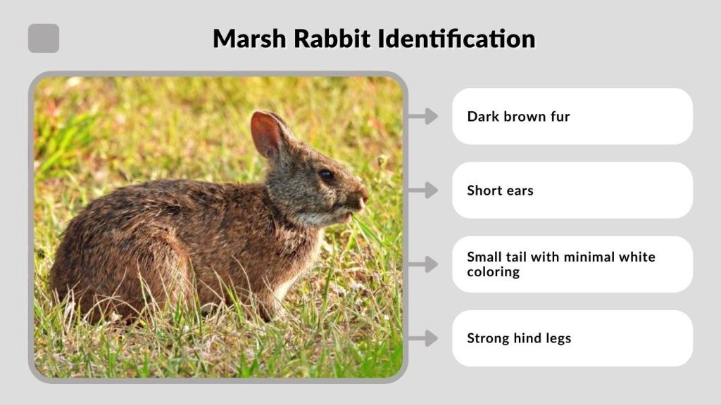 Marsh Rabbit Identification