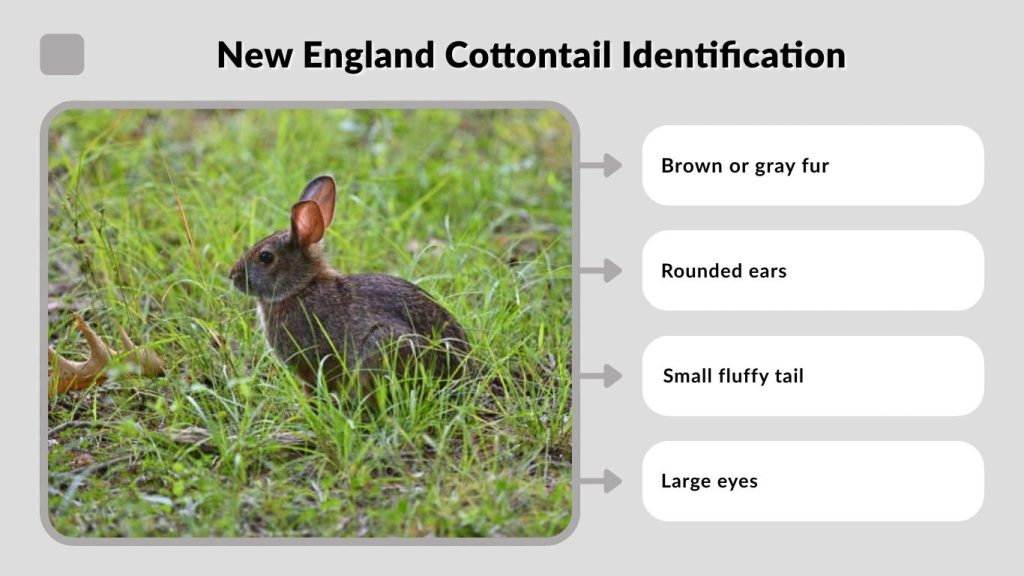 New England Cottontail Identification