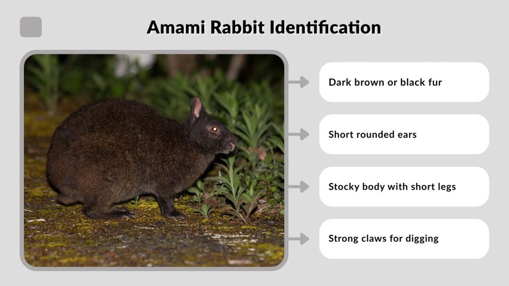 Amami Rabbit Identification