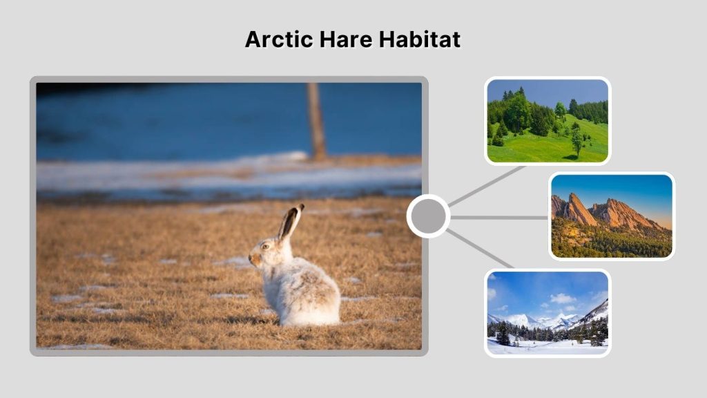 Arctic Hare Habitat