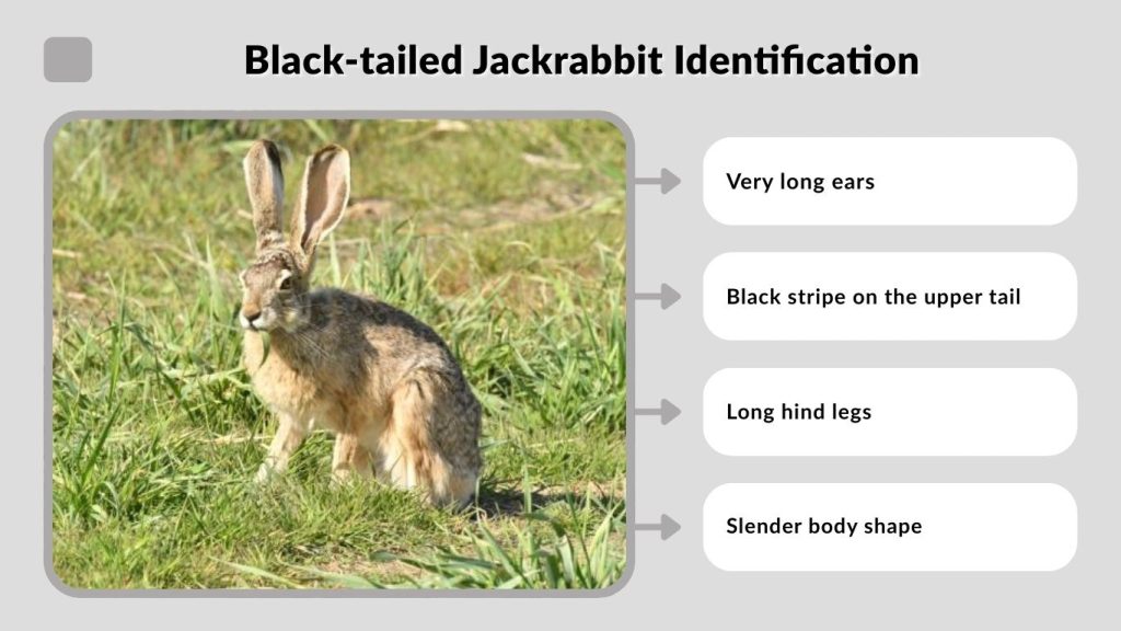 Black-tailed Jackrabbit Identification