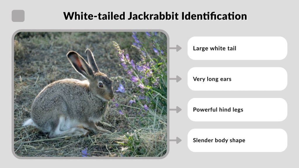 White-tailed Jackrabbit Identification
