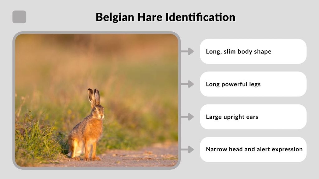 Belgian Hare Identification
