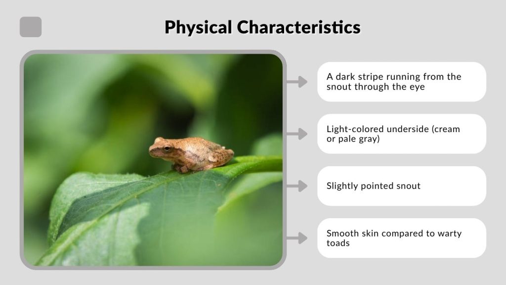 Physical Characteristics