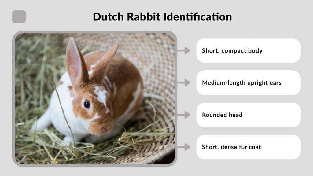 Dutch Rabbit Identification