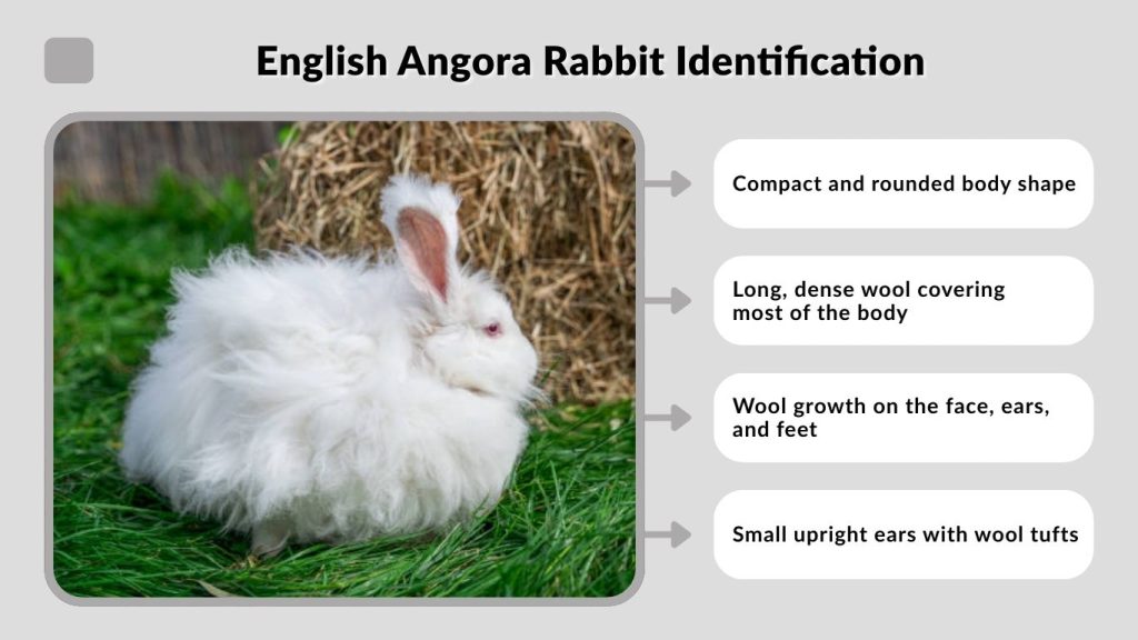 English Angora Rabbit Identification