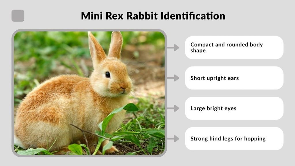 Mini Rex Rabbit Identification
