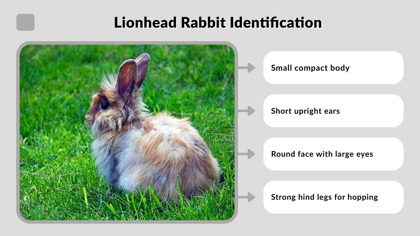 Lionhead Rabbit Vs Rabbit Lionhead Rabbit: Characteristics, Diet, Lifespan, and Care Guide