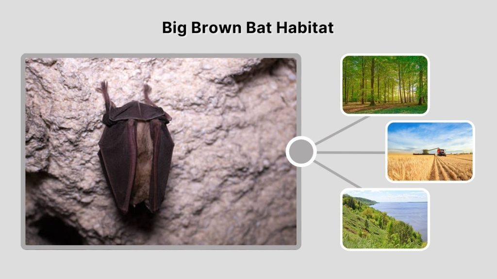 Big Brown Bat Habitat
