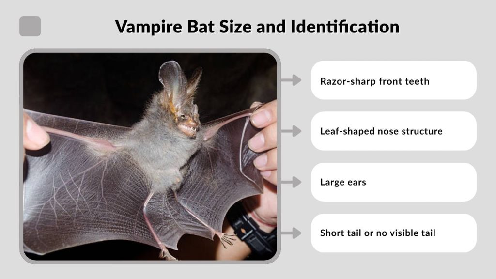 Vampire Bat Size and Identification