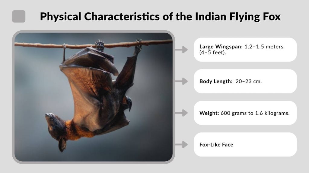 Physical Characteristics of the Indian Flying Fox