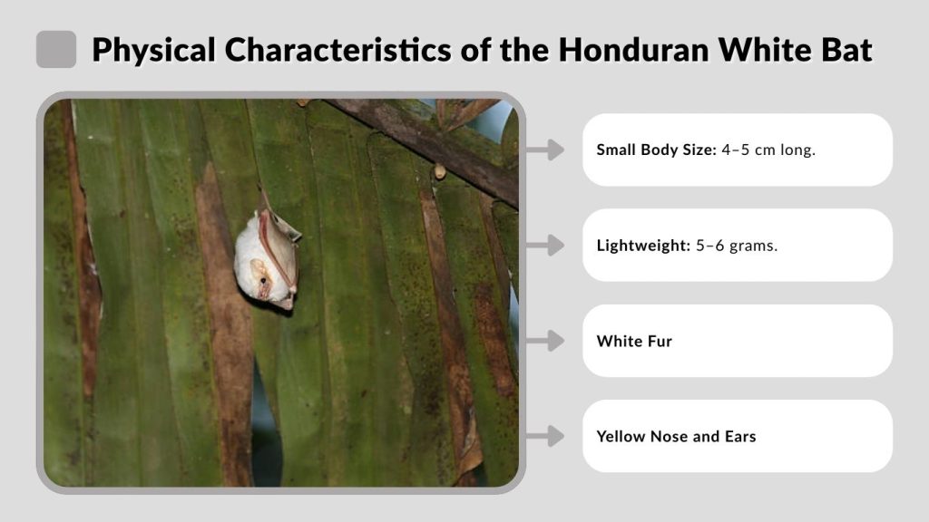 Physical Characteristics of the Honduran White Bat