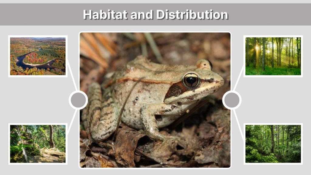 Habitat and Distribution