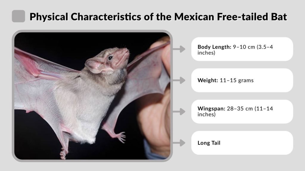 Physical Characteristics of the Mexican Free-tailed Bat