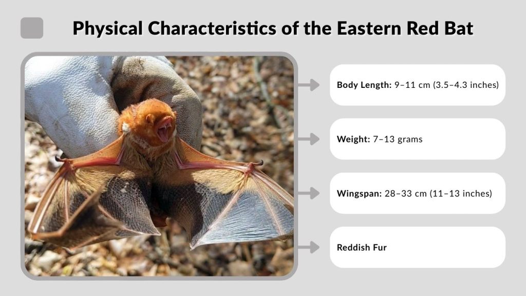 Physical Characteristics of the Eastern Red Bat
