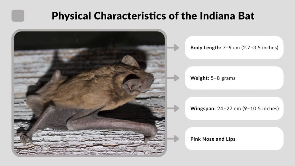 Physical Characteristics of the Indiana Bat