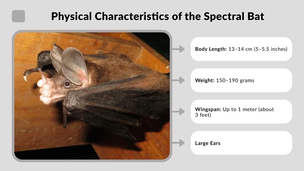 Physical Characteristics of the Spectral Bat