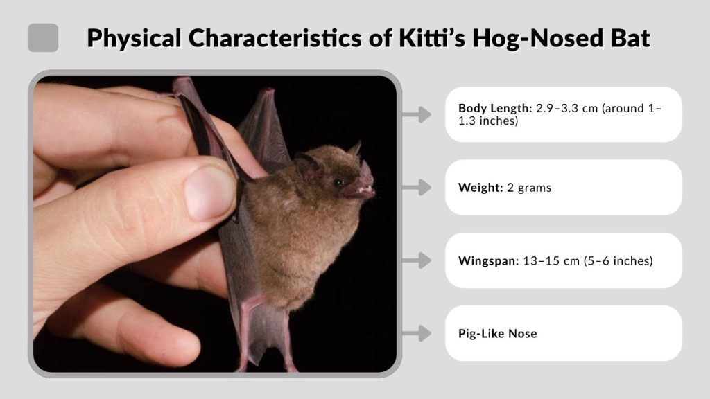 Physical Characteristics of Kitti’s Hog-Nosed Bat