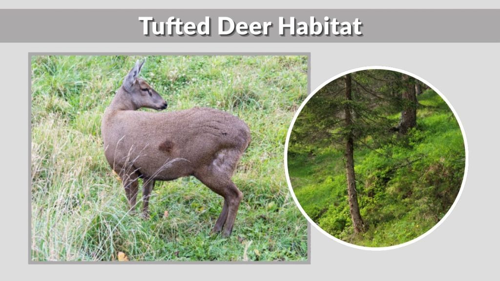 Tufted Deer Habitat