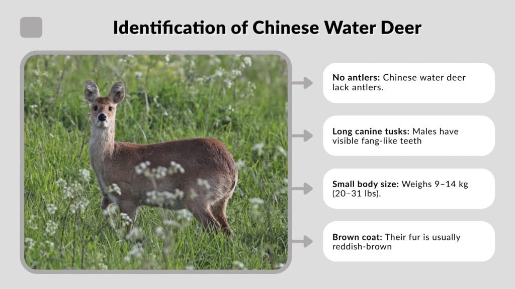 Identification of Chinese Water Deer