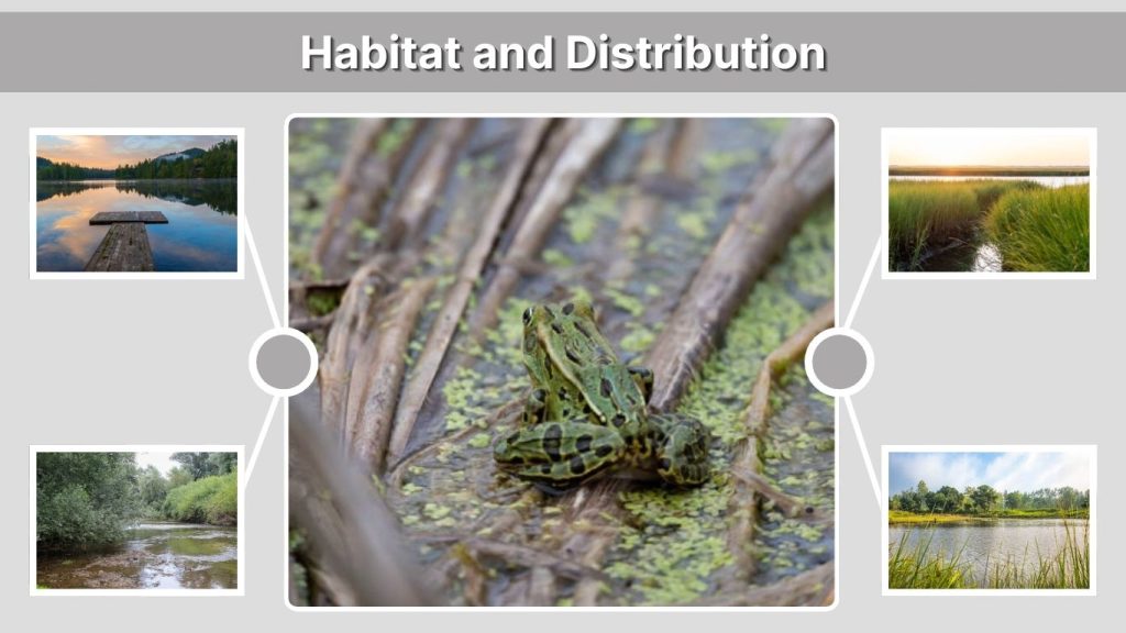 Habitat and Distribution