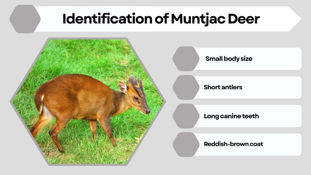 Identification of Muntjac Deer
