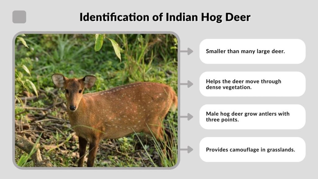 Identification of Indian Hog Deer