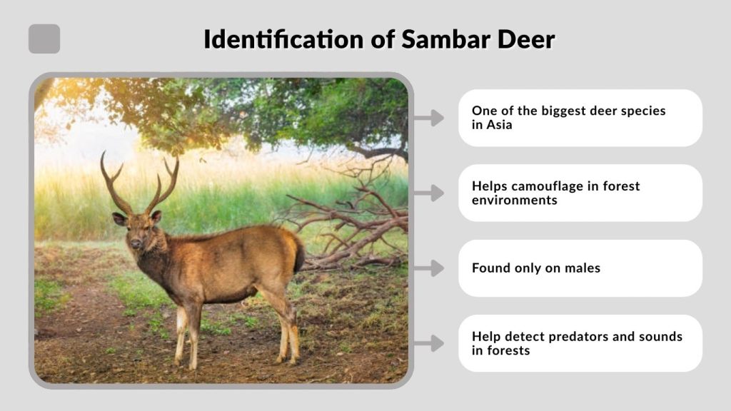Identification of Sambar Deer