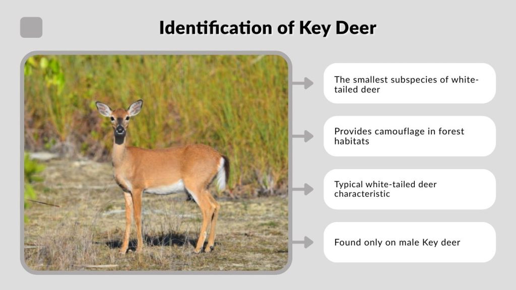 Identification of Key Deer