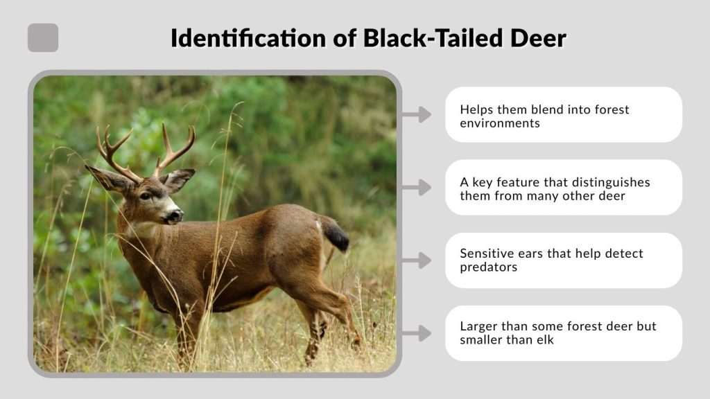 Identification of Black-Tailed Deer