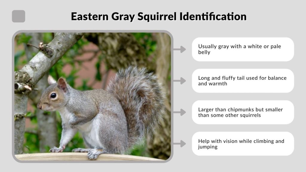 Eastern Gray Squirrel Identification