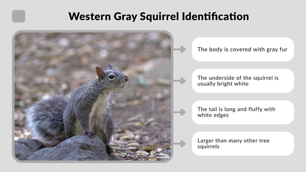 Western Gray Squirrel Identification