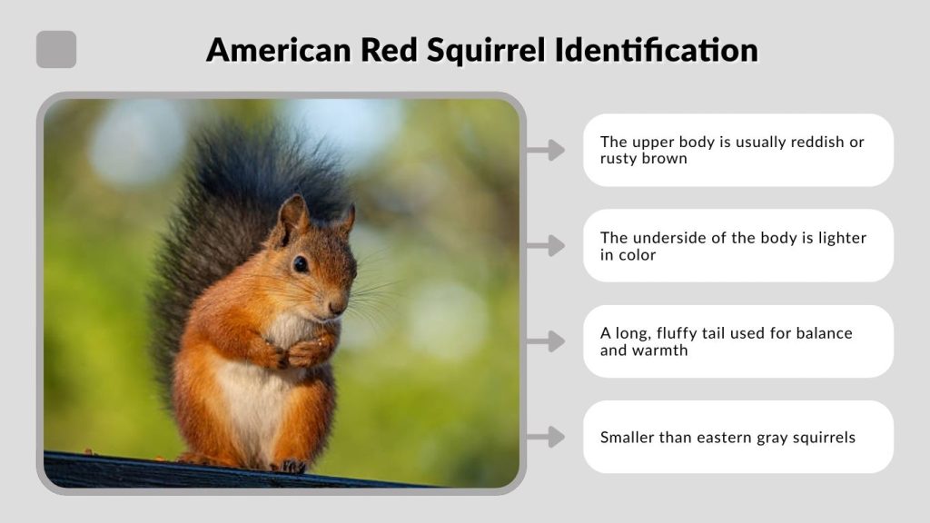 American Red Squirrel Identification