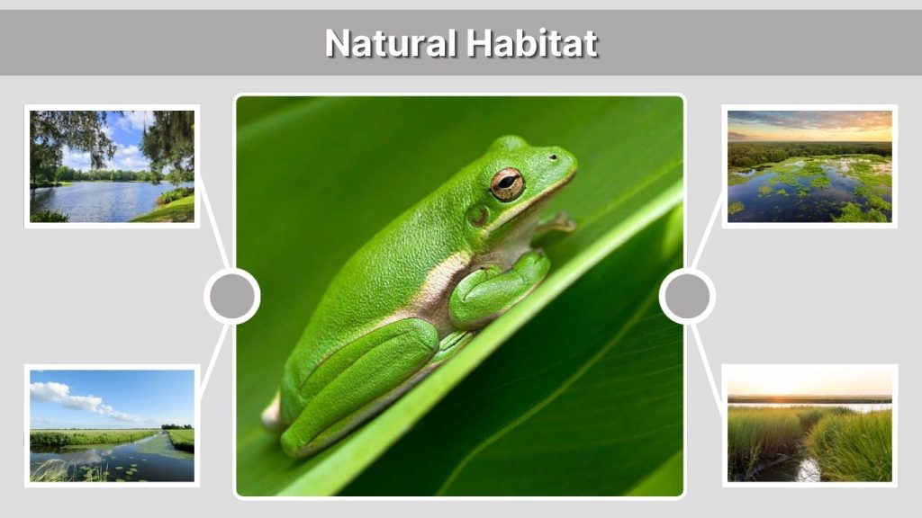 Natural Habitat