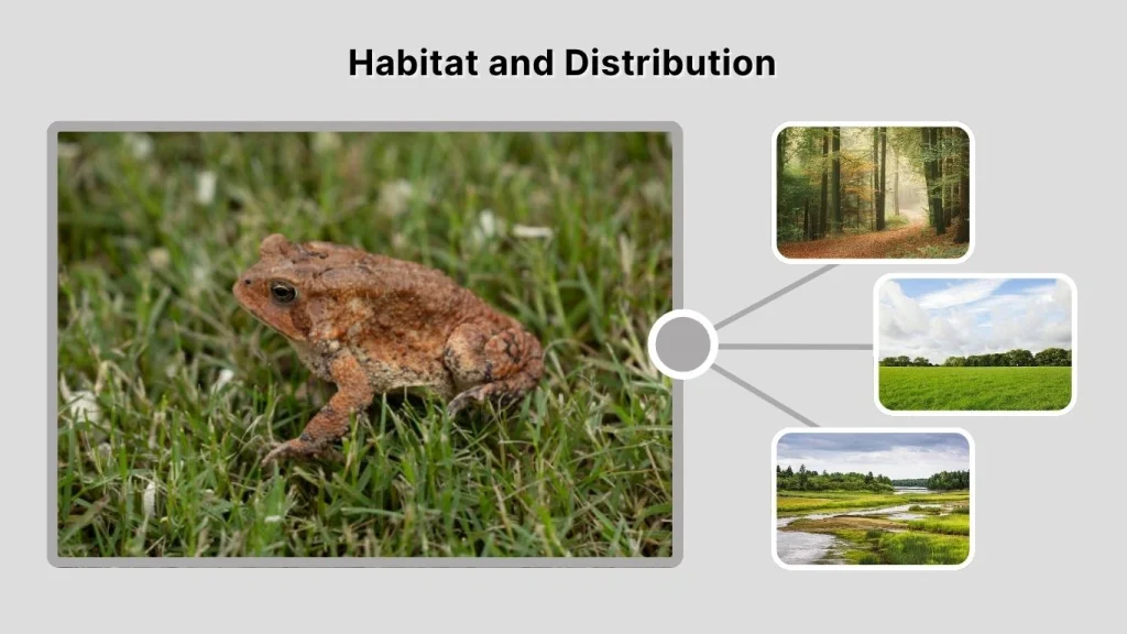 Habitat and Distribution