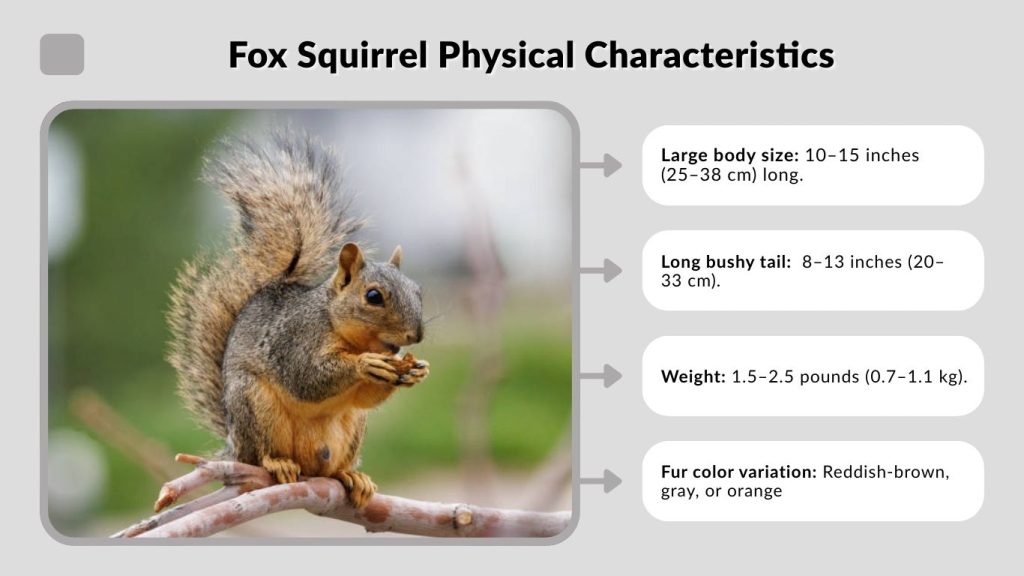 Fox Squirrel Physical Characteristics