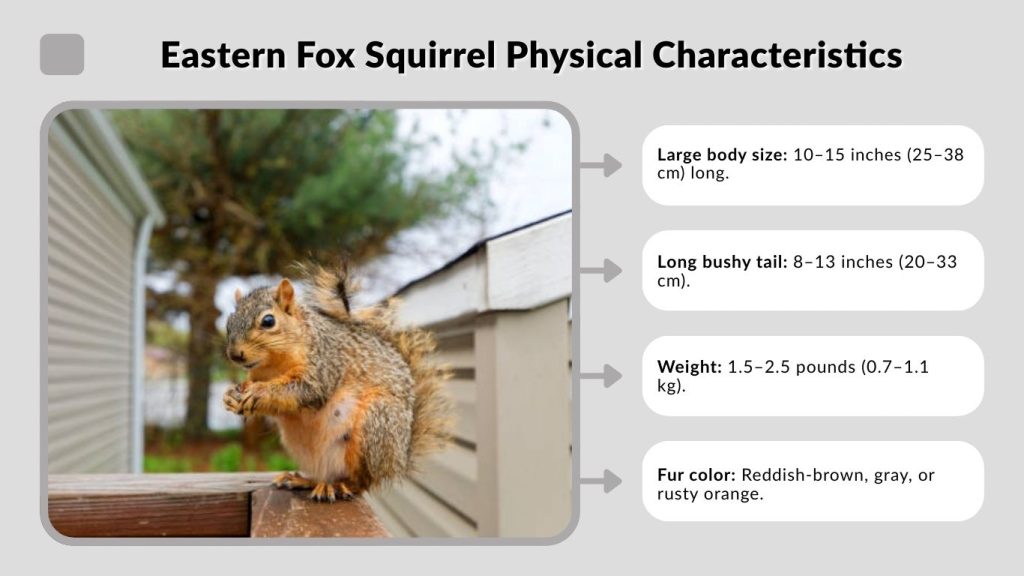 Eastern Fox Squirrel Physical Characteristics