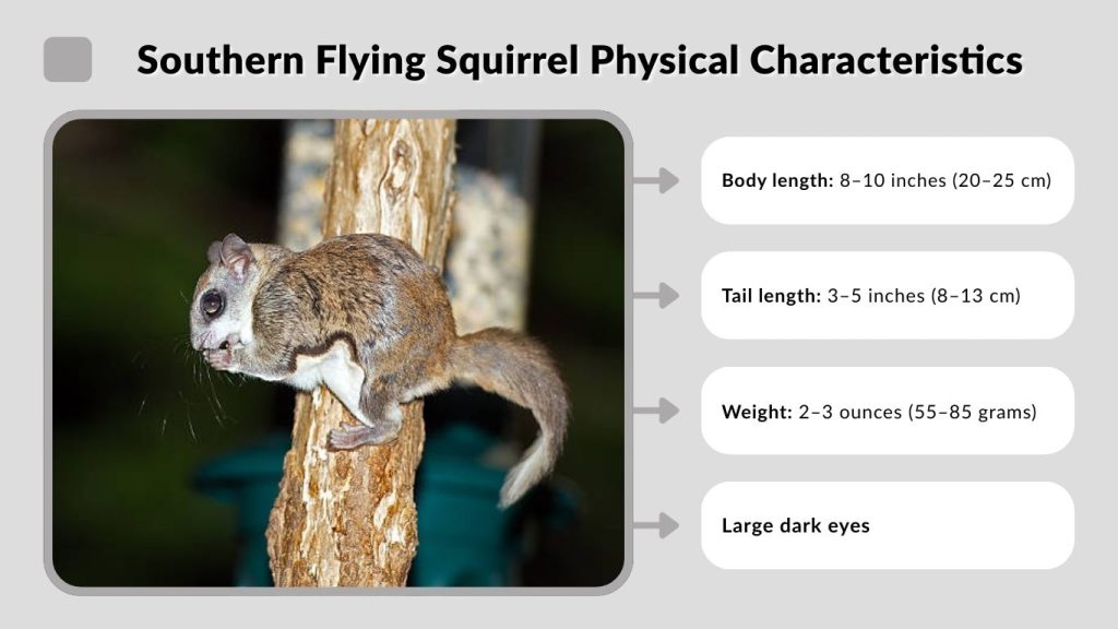 Southern Flying Squirrel Physical Characteristics