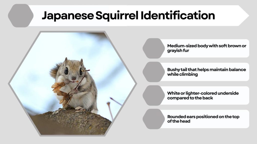 Japanese Squirrel Identification