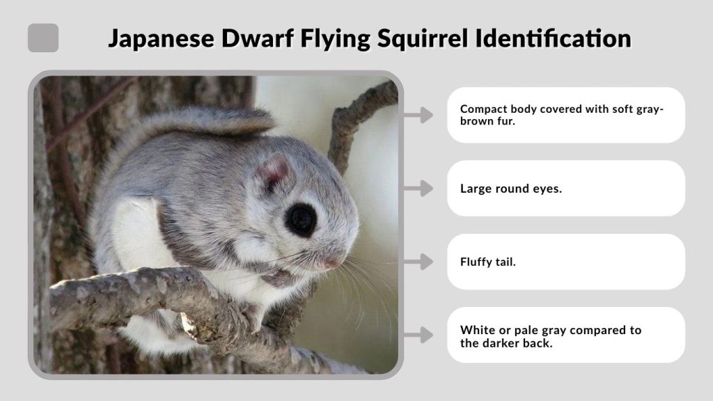 Japanese Dwarf Flying Squirrel Identification