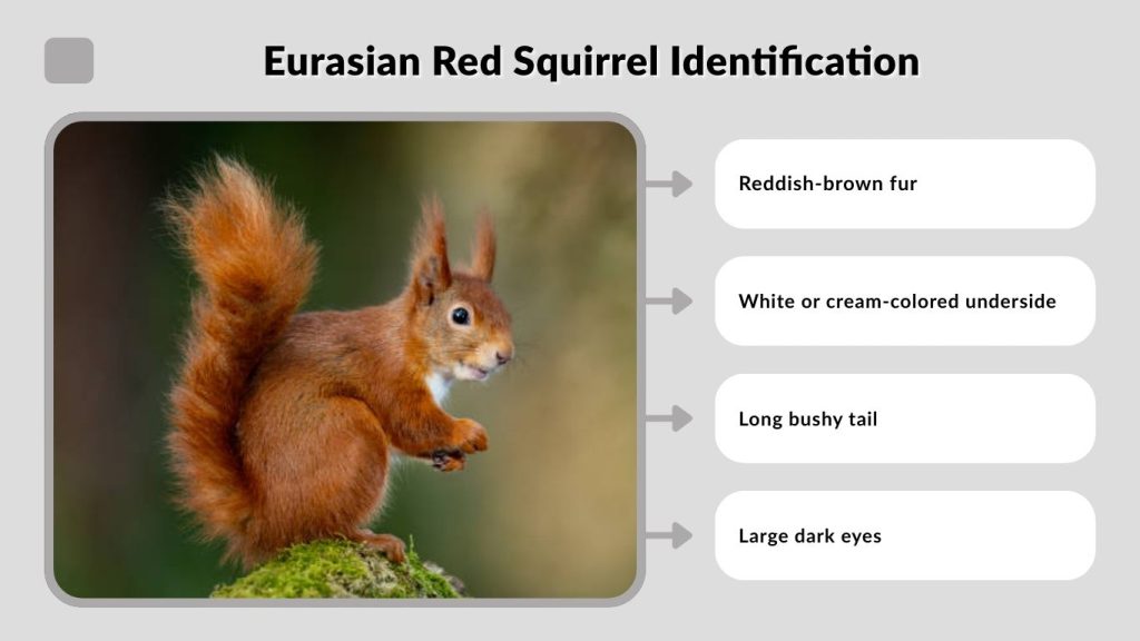 Eurasian Red Squirrel Identification