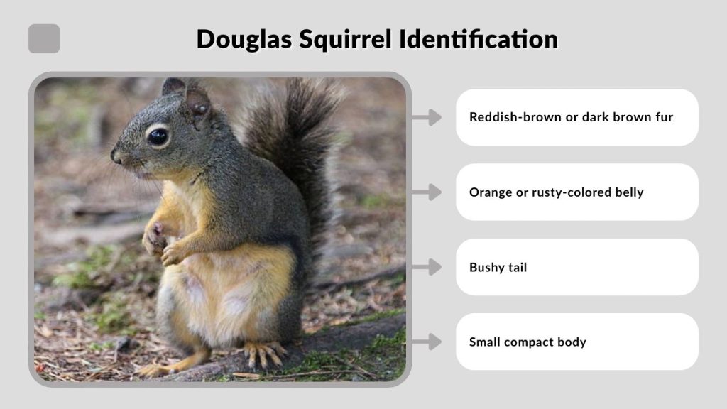 Douglas Squirrel Identification