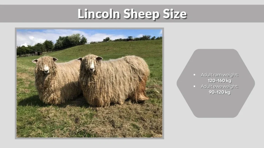 Lincoln Sheep Size
