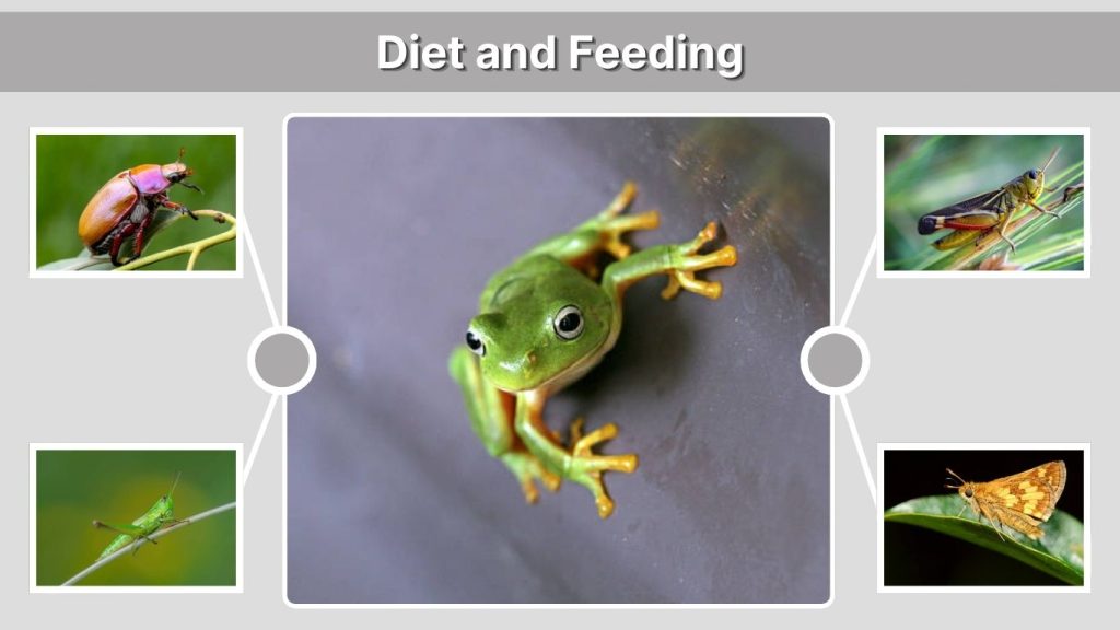 Diet and Feeding