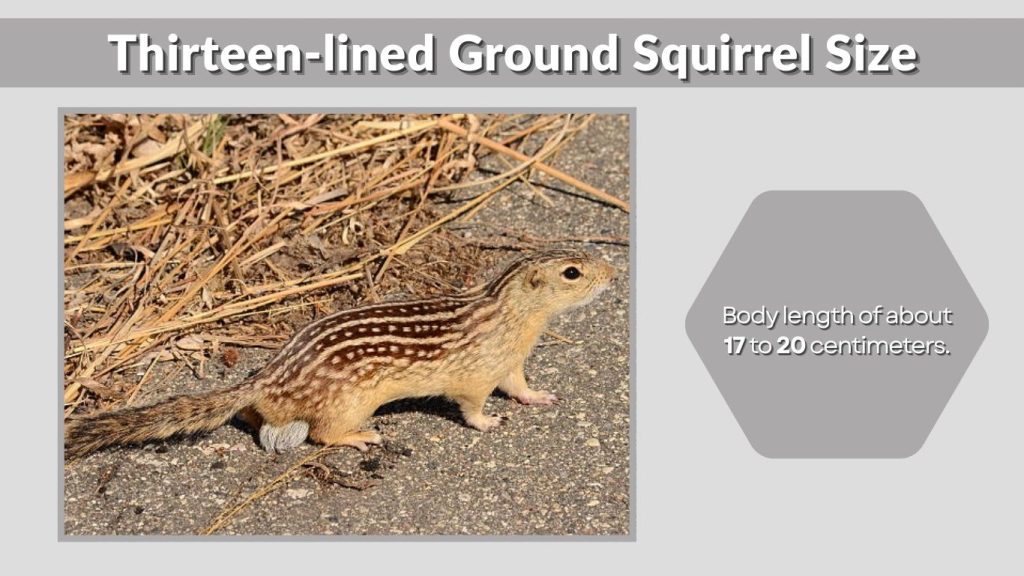 Thirteen-lined Ground Squirrel Size