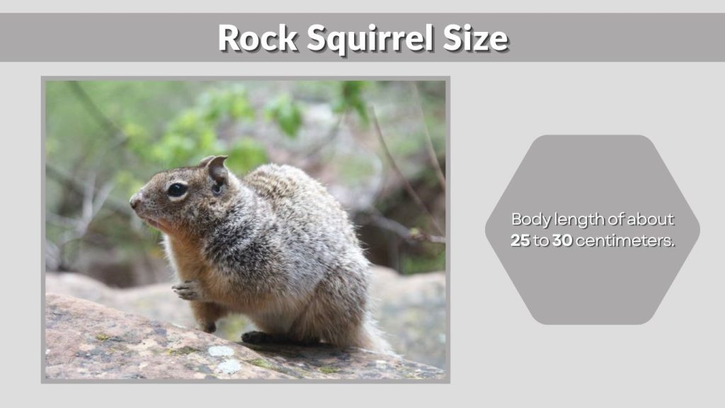 Rock Squirrel Size