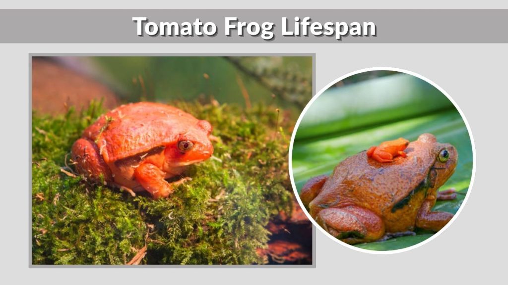 Tomato Frog Lifespan